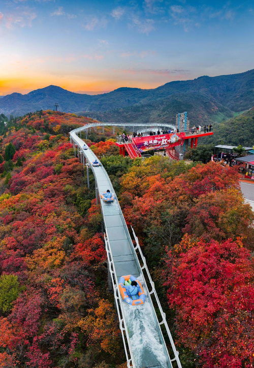 山東限定秋景上線，賞葉經濟迎來升溫